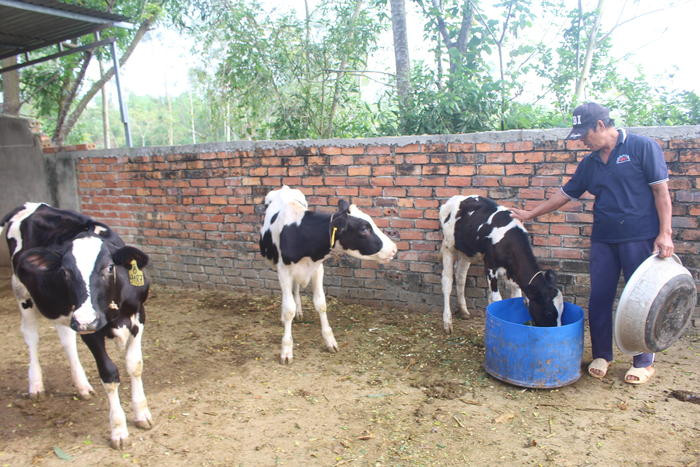 Từ nuôi 3 con bò cho sữa, mỗi tháng gia đình ông Nguyễn Văn Biên ở xã Quỳnh Thắng (Quỳnh Lưu) thu lãi 15 triệu đồng. Ảnh: Việt Hùng