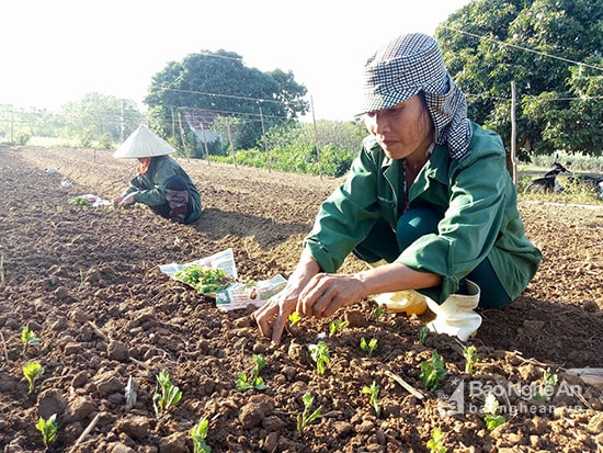 Bà Lê Thị An , xã Nghĩa Hòa đang ra giống những luôn hoa để phục vụ ban vào dịp tết nguyên đán. Ảnh: Quang Huy