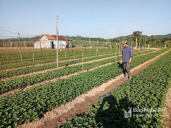 Ông Nguyễn Văn Đức – Xóm Đông Hòa, xã Nghĩa Hòa, thị xã Thái Hòa. Ảnh: Quang Huy