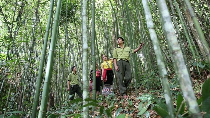 (Baonghean.vn) – Rừng măng đắng có diện tích hàng trăm héc ta trải dài tít tắp trong rừng nguyên sinh đẹp như trường quay phim Thập diện mai phục nổi tiếng của đạo diễn Trương Nghệ Mưu.