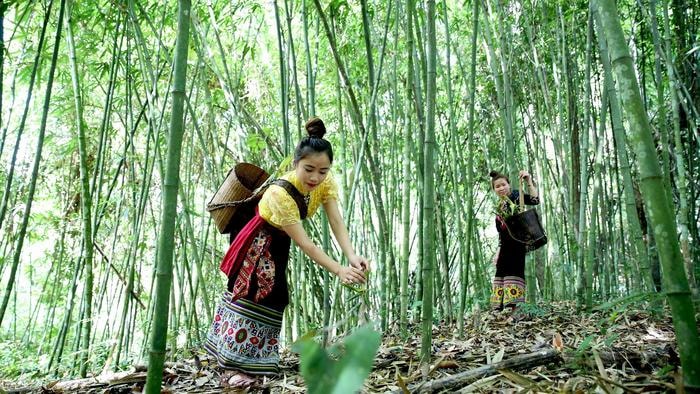 Những người phụ nữ Thái ở trong vùng cũng thường xuyên lui tới khu rừng để hái măng và rất thích thú với rừng cây đặc biệt này.