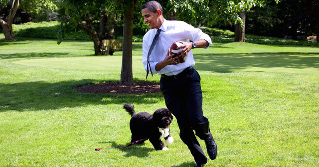 Cựu Tổng thống Mỹ Obama chơi banh với chú chó Bo trong khuôn viên Nhà Trắng - Ảnh: Getty Images