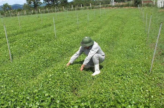 Công nhân TH đang chăm sóc rau má ở trang trại TH