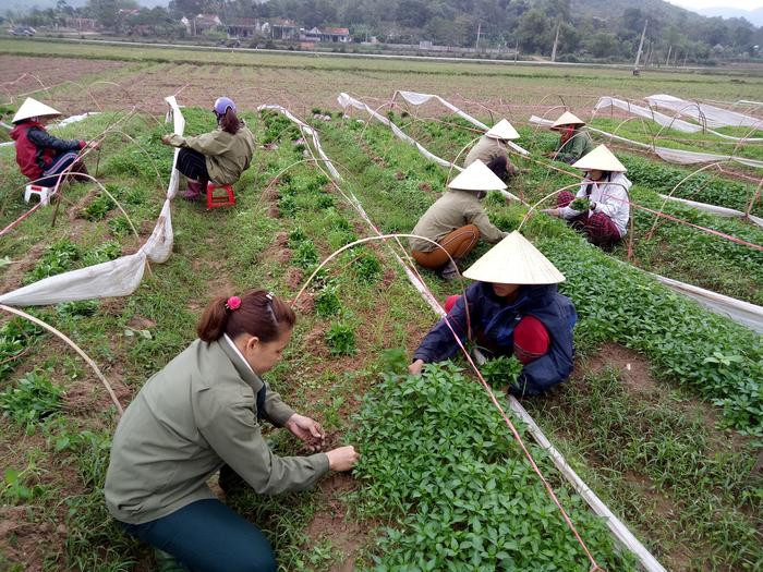 Nông dân xã Nghĩa Thuận (TX. Thái Hòa) đang tất bật ra giống ớt để đưa về trồng. Ảnh: Quang Huy.