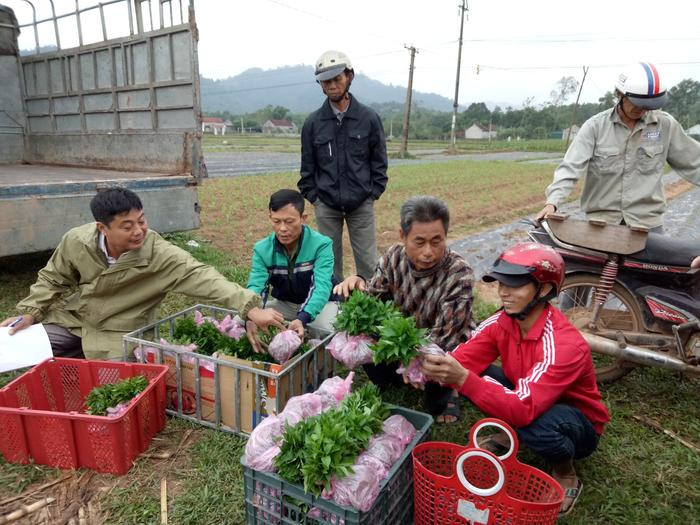 Nông dân xã Nghĩa Thuận TX Thái Hòa tập trung nhận giống ớt cay về trồng. Ảnh: Quang Huy.