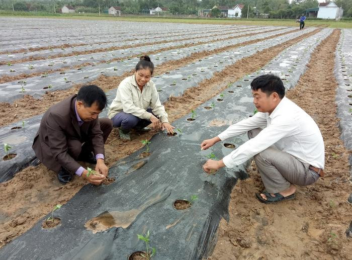 Cán bộ kỹ thuật của công ty hướng dẫn bà con cách trồng và chăm sóc cây. Ảnh: Quang Huy.