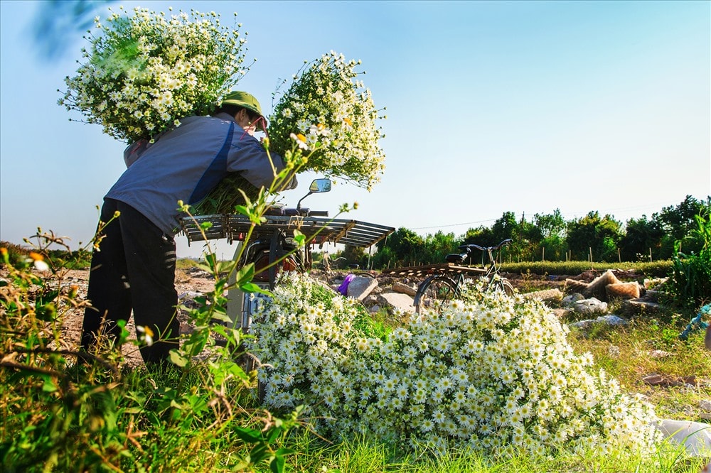  Những cánh đồng cúc hoạ mi đang vào mùa thu hoạch. Ảnh. Trần Lâm