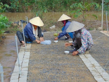 Nông dân Quỳnh Lưu sản xuất cây giống. Ảnh tư liệu