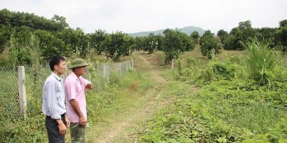 Trang trại trồng cây ăn quả của ông Thiện có diện tích 5 héc ta. Ảnh Thảo Nguyên