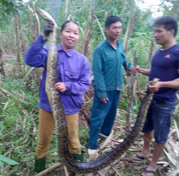 Người dân phát hiện con trăn lớn trong bãi mía. Ảnh. NDCC.