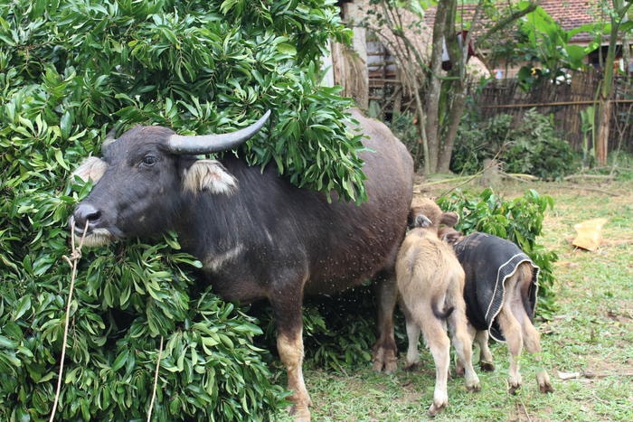 Trâu mẹ và 2 trâu con. Ảnh: Lương Nga