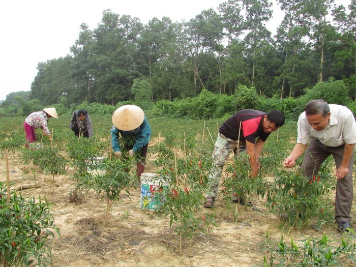 Trên diện tích 6 sào đất của gia đình trước đây trồng mía, anh Nguyễn văn Tuấn đã chuyển đổi sang trồng ớt xen  Ảnh: Minh Thái