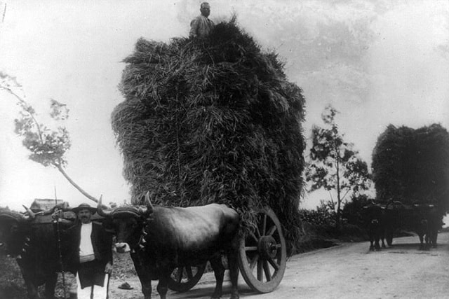 Hai xe bò chở lúa mì vào tháng 3/1960. Zimbabwe từng xuất lúa mì, thuốc lá và ngô sang các nước còn lại trong châu Phi cũng như sang các châu khác.