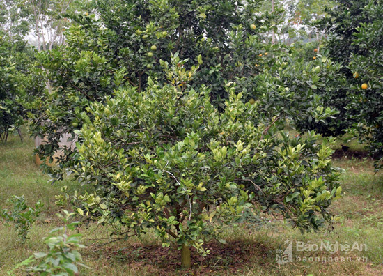  Một cây cam trên địa bàn xã Minh Hợp, huyện quỳ Hợp bị nhiễm nên không phát triển được và không ra quả. Ảnh: Xuân Hoàng