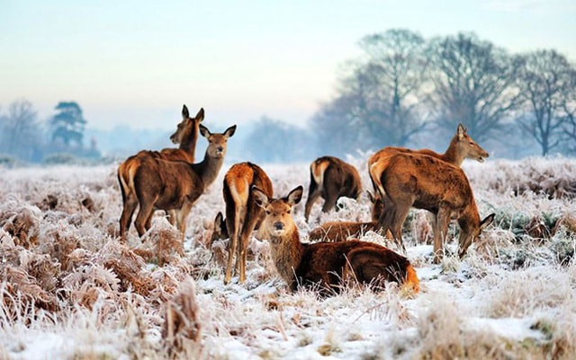 Richmond Park, Vương quốc Anh: Công viên lớn nhất của London thậm chí còn đẹp hơn vào mùa đông. Với diện tích 2500 mẫu Anh, lớn gấp 3 lần so với công viên Central Park của New York. Với khung cảnh tự nhiên hoang dã và những chú nai con vui vẻ nhảy nhót xung quanh, du khách như đang lạc vào một thế giới thần tiên