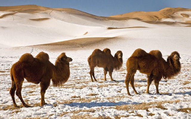 Sa mạc Gobi, Mông Cổ: Đến với Sa mạc Gobi vào mùa đông, du khách sẽ ngẩn ngơ trước một phong cảnh hung vĩ với những đồi cát lớn phủ đầy tuyết đồng thời còn được hòa mình vào lễ hội lạc đà với các cuộc đua lạc đà và thi đấu polo. Nếu bạn thích tham gia vào cuộc đua, bạn cũng sẽ được chào đón, được cưỡi lên một con con lạc đà và tham gia cuộc diễu hành