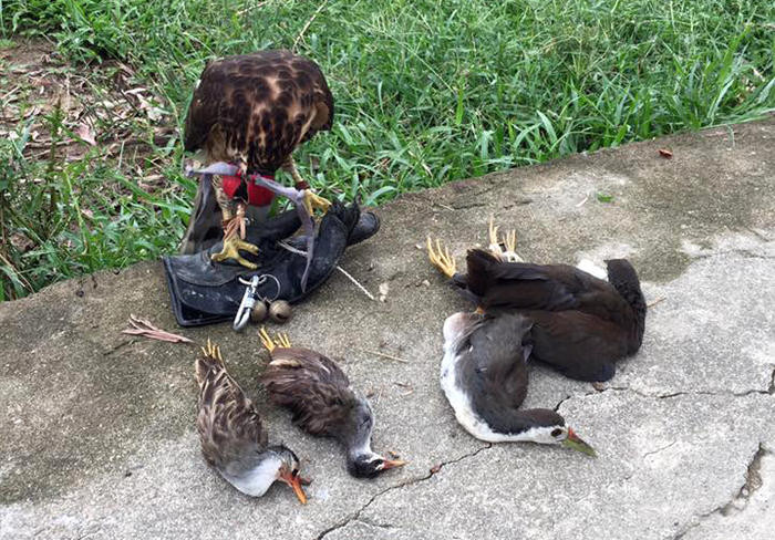 Một tay săn chim ở xã Nam Giang (Nam Đàn) cho biết: dùng chim đi săn, số lượng chim bắt được cũng ngang ngửa với 1 người đi bẫy. Ảnh: Huy Thư