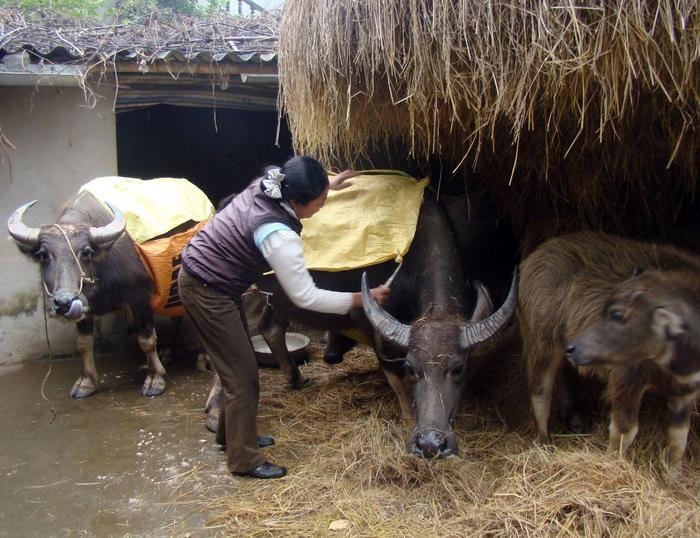 Cách phòng chống rét hiệu quả cho trâu bò