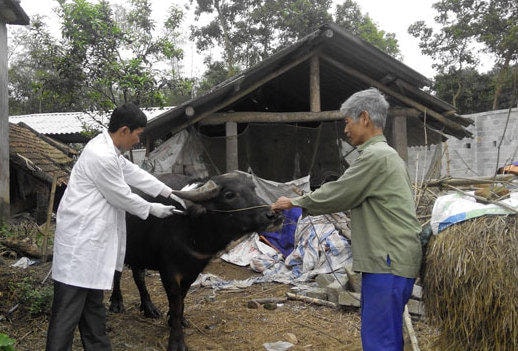 Cách phòng chống rét hiệu quả cho trâu bò