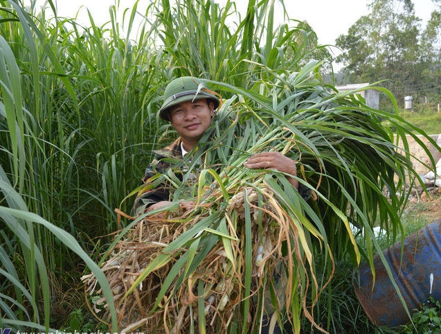 Cách phòng chống rét hiệu quả cho trâu bò