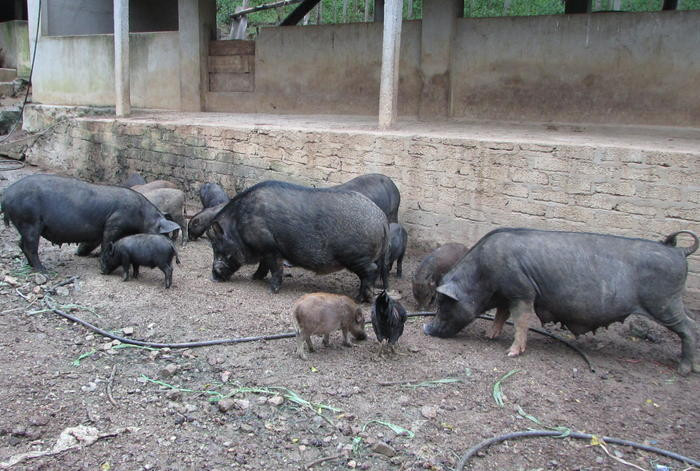 Lợn đen lai lợn rừng có giá cao hơn nhiều so với lợn nuôi thông thường. Trung bình mỗi kg lợn hơi có giá 100-120.000. Ảnh: Bá Hậu