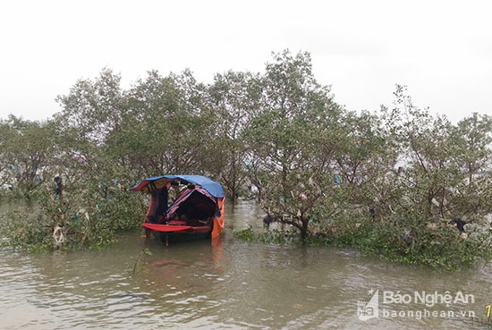 Thuyền chài của những ngư dân giữa rừng bần ngập rác. Ảnh Hồ Văn