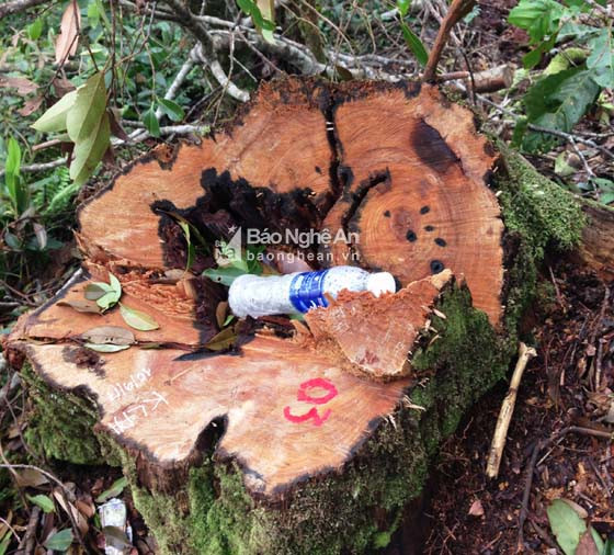 Một gốc cây pơ mu thuộc Khu BTTN Pù Huống  bị đốn hạ trong ngày 10/9/2017. Ảnh Nghĩa Hoàng