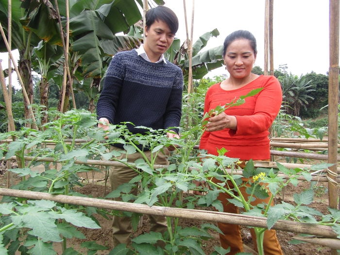 Cán bộ Trạm Khuyến nông huyện Quỳ Châu trực tiếp hướng dẫn kỹ thuật trồng cho bà con. Ảnh: Bé Vinh