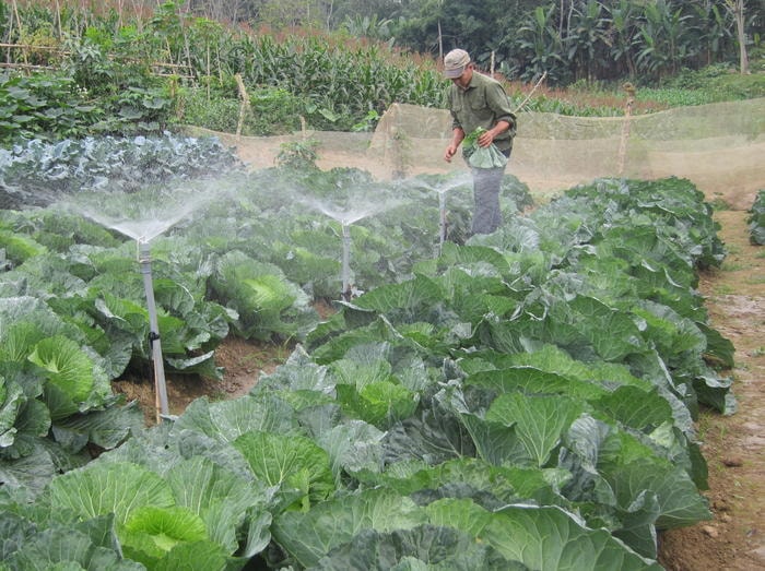 Các hộ dân cũng đầu tư ống dẫn nước và tự chế hệ thống tưới nước sạch cho các loại rau. Ảnh: Bé Vinh