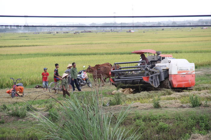 Người dân xã Hoa Thành thu hoạch lúa. Ảnh: Hoài Thu
