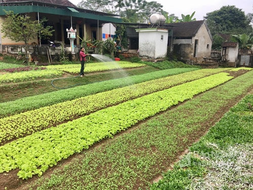 Vườn rau gia đình chị Nguyễn Thị Nguyệt luôn xanh tốt nhờ tưới nước sạch. Ảnh: Lê Ngọc Phương