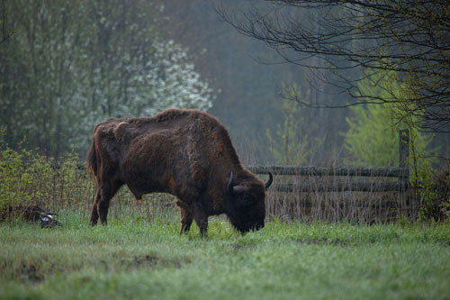 380.000 mẫu Anh (150.000 ha) rừng Białowieża Primeval ở Ba Lan là khu rừng cổ cuối cùng của châu Âu, nơi sinh sống của 800 con bò rừng châu Âu, động vật trên cạn nặng nhất tại châu lục này.