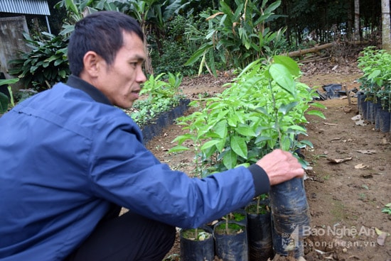 Ông  Trần Văn Quang, xóm Nam Lợi, xã Văn lợi, huyện Quỳ Hợp sản xuất giống cây cam tại chỗ để cung ứng cho người trồng cam trong vùng. Ảnh: Xuân Hoàng