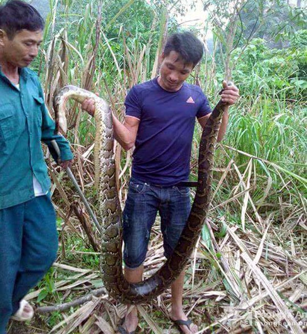 Hai con trăn được phát hiện trong ruộng mía. Ảnh. H.T