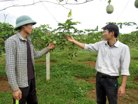 Chanh leo trồng tại Nghệ An mang lại hiệu quả kinh tế cao và có thị trường tiêu thụ mạnh trong và ngoài nước. Ảnh: Quang An