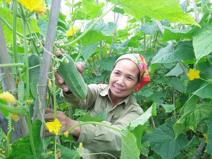 Vụ đông năm nay nhờ được chăm sóc tốt và kinh nghiệm trồng dưa nhiều vụ nên dưa gia đình bà Nguyễn Thị Liên thôn 7 xã Tường Sơn rất sai quả, chất lượng quả đồng đều. Ảnh: Thái Hiền