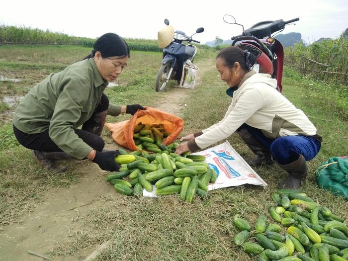  Với giá cao kỷ lục 15.000 đồng/kg, thương lái vào thu mua dưa chuột ngay tại ruộng. Ảnh: Thái Hiền