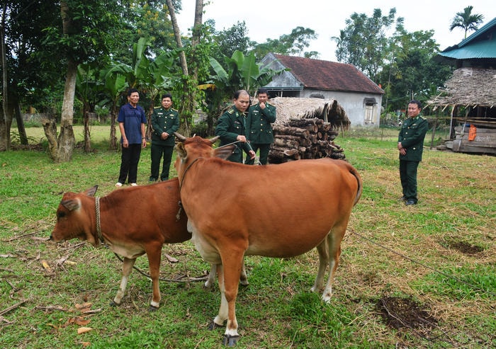 Cặp bò của gia đình ông Vi Dân Thuyền. Ảnh: Hải Thượng 