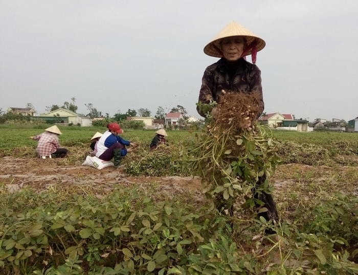 Nông dân xã Diễn Thịnh (Diễn Châu) thu hoạch đại trà lạc vụ đông. Ảnh: Mai Giang