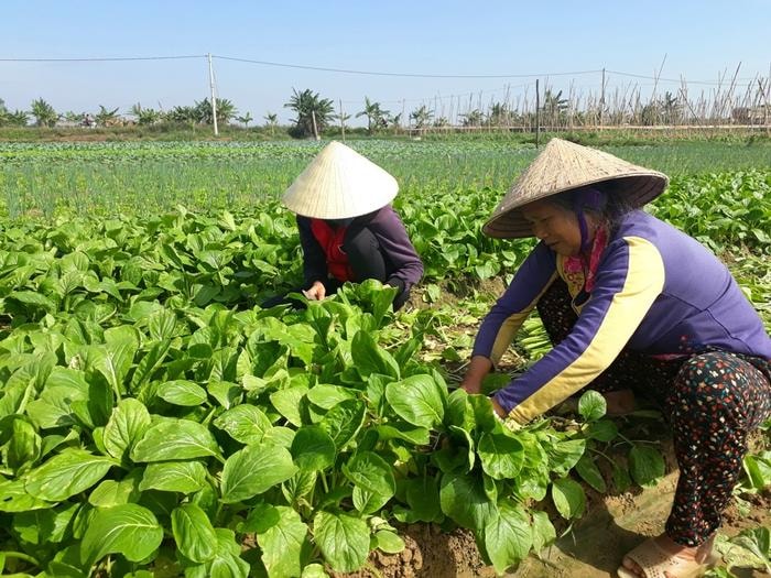 Thời gian này, người dân các xã vùng bãi ngang đang nhộn nhịp vào vụ thu hoạch rau màu. Bà Hồ Thị Hương ở xã Quỳnh Lương cho biết, người dân chúng tôi phải chờ gần 3 tháng mới có rau thu hoạch; nguyên nhân là do đầu tháng 9 gặp những trận mưa lụt khiến rau bị thiệt hại, phải ngừng sản xuất. Hiện giờ, nguồn rau đã khôi phục trở lại, người dân bắt đầu thu hoạch. Ảnh: Việt Hùng