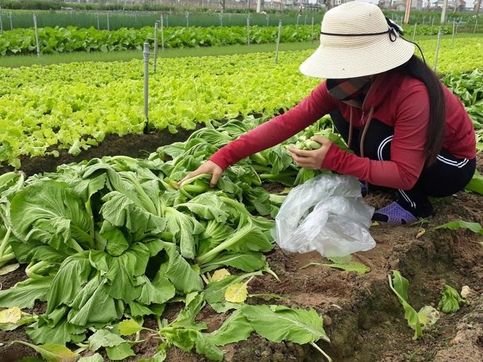 Rau vụ đông, người dân ở Quỳnh Lưu chuyên canh đa dạng các giống như: rau cúc, cải ngọt, cải bẹ, rau mùi, su hào, cải bắp, súp lơ... Cách đây 1 tuần, bà con đã có sản phẩm thu hoạch. Hiện tại giá rau tương đối cao, cải ngọt, rau cúc giá 7.000 đồng/kg; rau mùi 6.000 đồng/kg; cải bẹ 3.000 đồng/kg. Ảnh: Việt Hùng