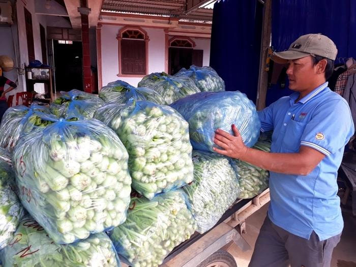 Sau khi thu mua rau tận ruộng, thương lái vận chuyển đến nơi tập trung để nhập cho các chủ hàng đi tiêu thụ. Với gần 20 thương lái thu gom rau màu trên địa bàn, bình quân mỗi ngày cung cấp ra thị trường từ 30 - 40 tấn rau... Anh Nguyễn Văn Mạnh, một chủ hàng ở xã Quỳnh Lương cho biết, mỗi ngày anh thu mua từ 3 - 4 tấn rau các loại, sau đó nhập cho các chủ hàng. Ảnh: Việt Hùng