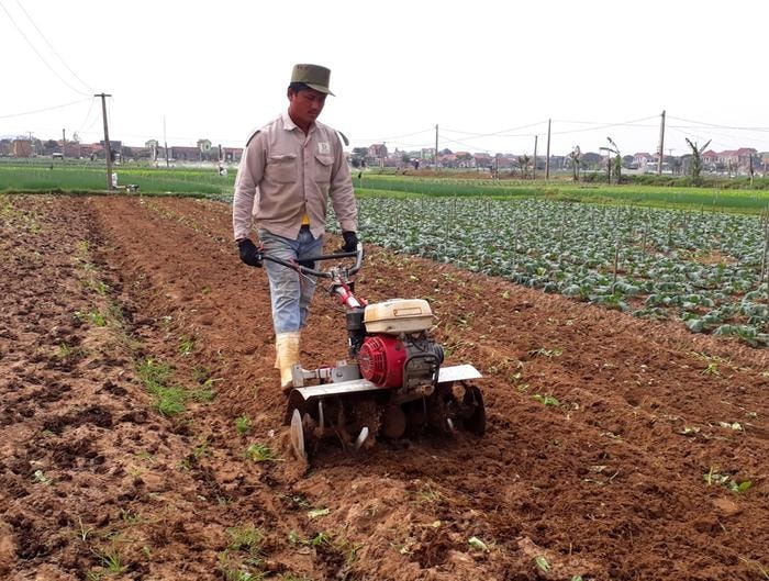 Rau đầu vụ được giá, sau khi thu hoạch bà con tiến hành cày đất, tiếp tục xuống giống để sản xuất rau cung ứng cho thị trường Tết. Ảnh: Việt Hùng