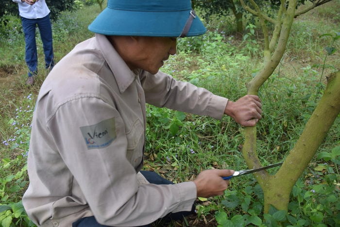 Anh Lê Quang Hòa, xóm Minh Đình, xã Minh Hợp (Quỳ Hợp) chặt những cành bị nhiễm bệnh. Ảnh: P.V