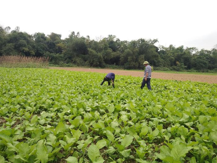 Những ngày này bà con nông dân huyện Anh Sơn đang hối hả chăm sóc và thu hoạch rau màu vụ đông các loại. Ảnh: Thái Hiền
