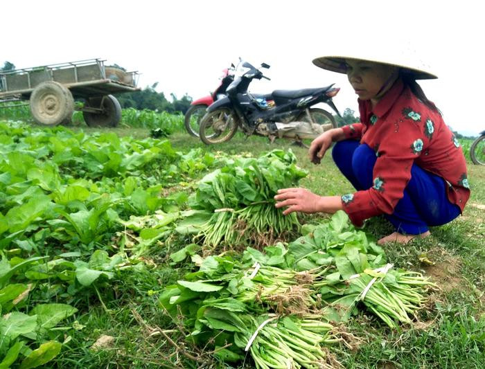 Rau màu được thương lái vào thu mua tận ruộng. Ảnh: Thái Hiền 