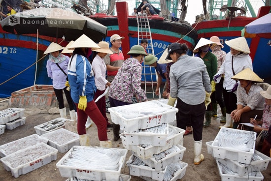  Thu mua hải sản ở cảng cá Lạch Quèn, huyện Quỳnh Lưu. Ảnh: Xuân Hoàng