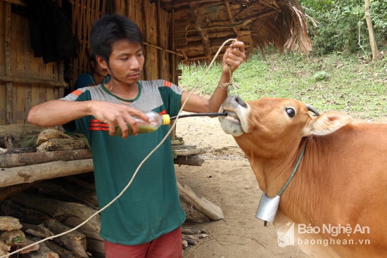 Vì điều kiện cách trở nên người dân phải chữa bệnh cho trâu bò theo cách làm của dân gian. Ảnh: Minh Khuê