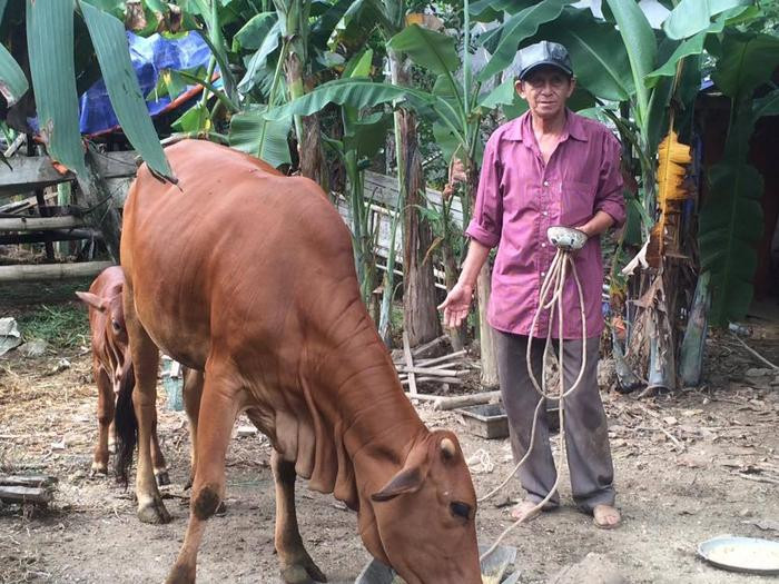 Ông Nguyễn Văn Tư đã nhận nuôi và chăm sóc bò cái sinh sản, nay bò đã sinh bê con để trao cho hội viên khó khăn khác nhận nuôi. Ảnh: Tường Vi