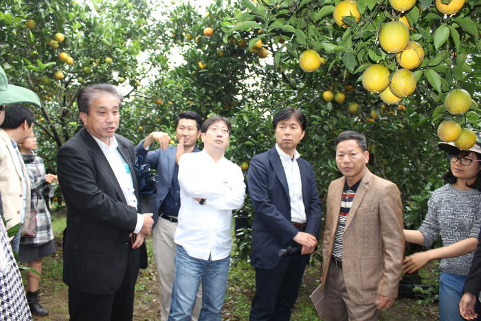 Đoàn công tác JICA Nhật Bản tham quan vườn cam ở Quỳ Hợp. Ảnh: Trân Châu